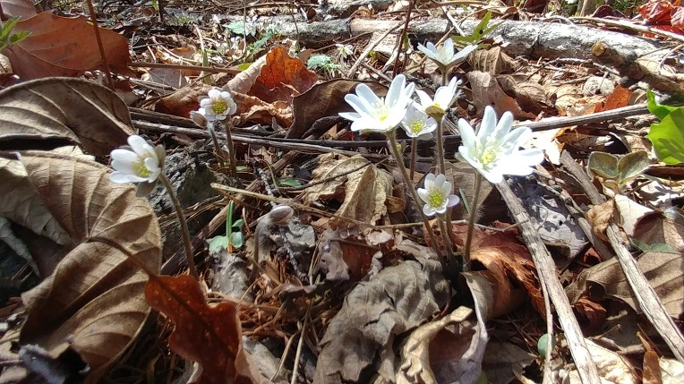 9942B6415AD54B65156728