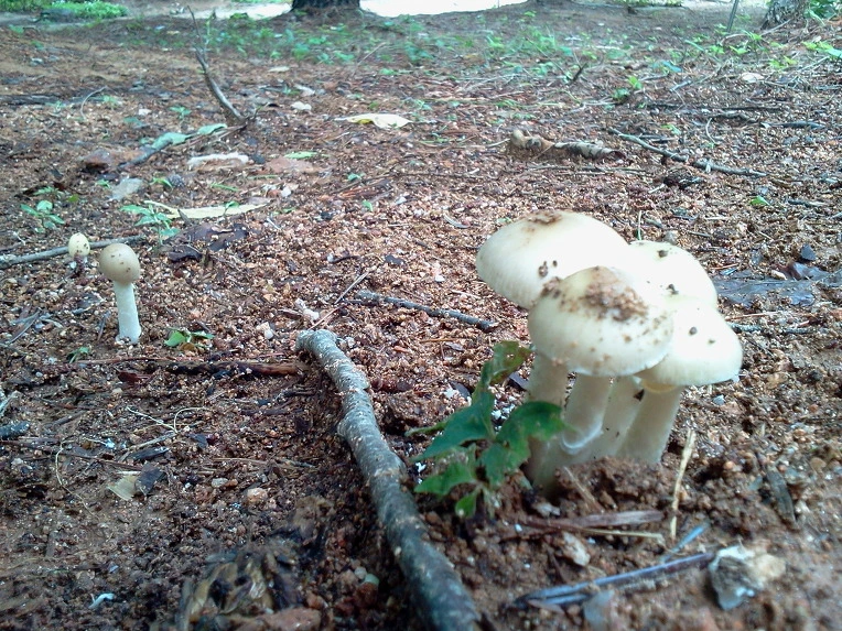 13080F495004131B2A6D8B