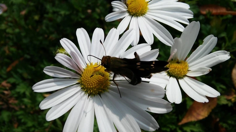 2522773E56281DE839AE59