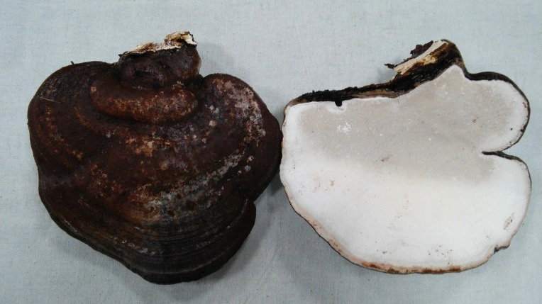 243C6D3B58DF97E318AF50