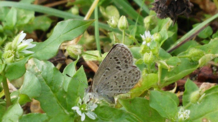 235AE348564999C12F1CF5