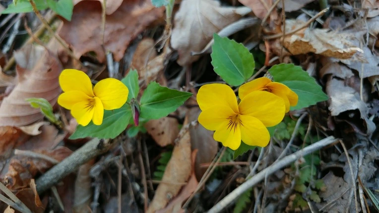 996C983B5AD54ADF125F3E