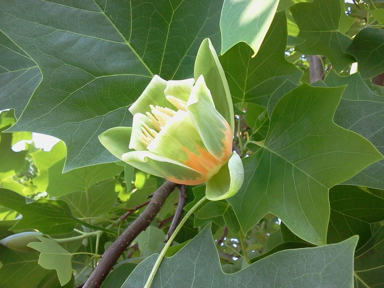 19755D4A4FC19DF30F0926