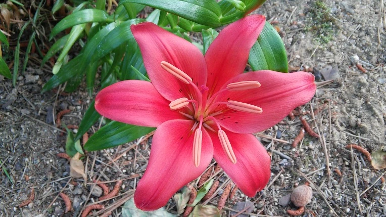 27108735575A1F0D0C2BCD