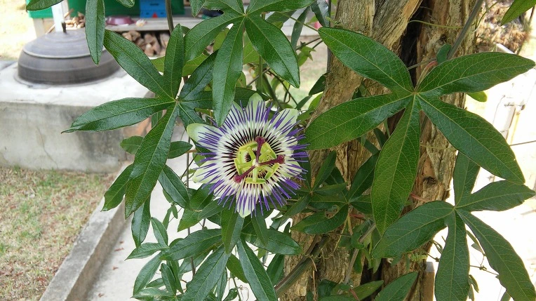 271B2446574D37A438B8F7