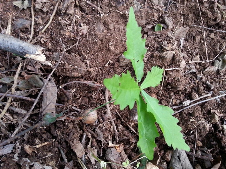 2477B64B543286CA076758