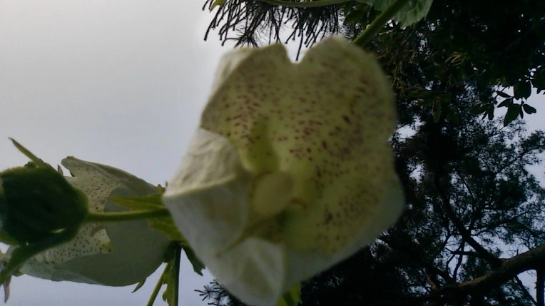 263E7839575A1F3B13B686