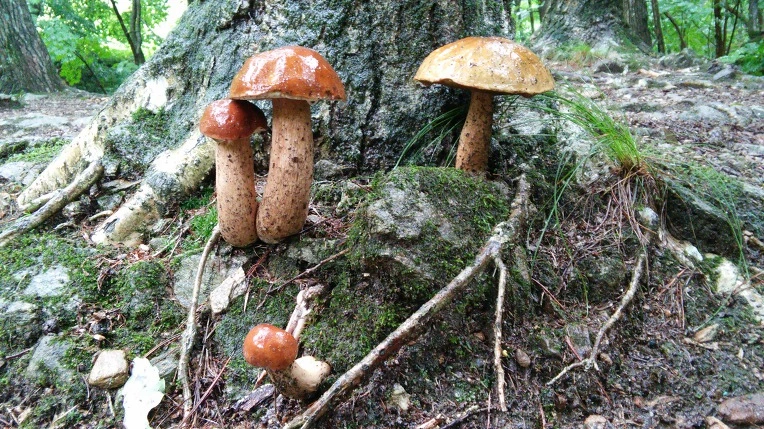 99FE9E33598F7C8E1719DD