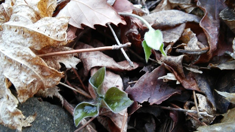 2471053558F1759121640E