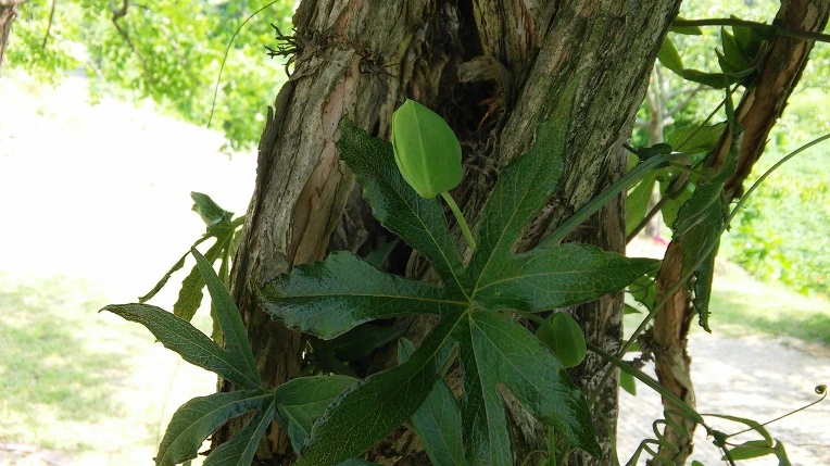 2640E944574D381F1DF77A