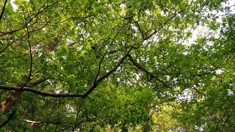 27037C45560FBCF6237C78