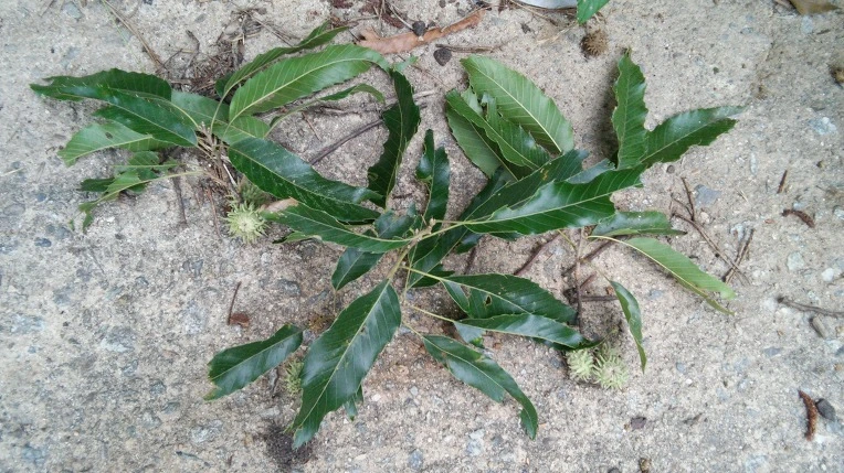 264D7A4C579FED880B93CC