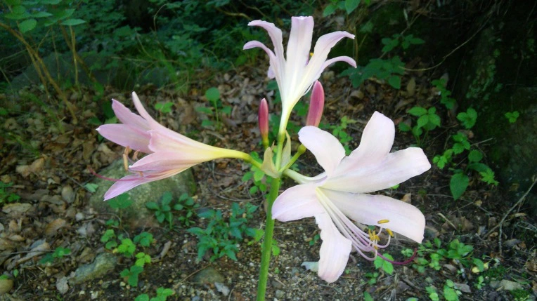 99227933598791D411F66B