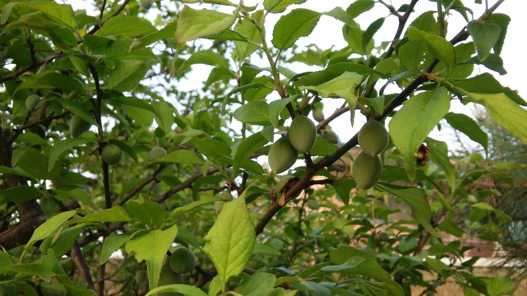 231A6C38571DF45230160A