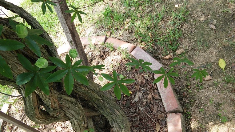 262FD24C5795A604317B0E