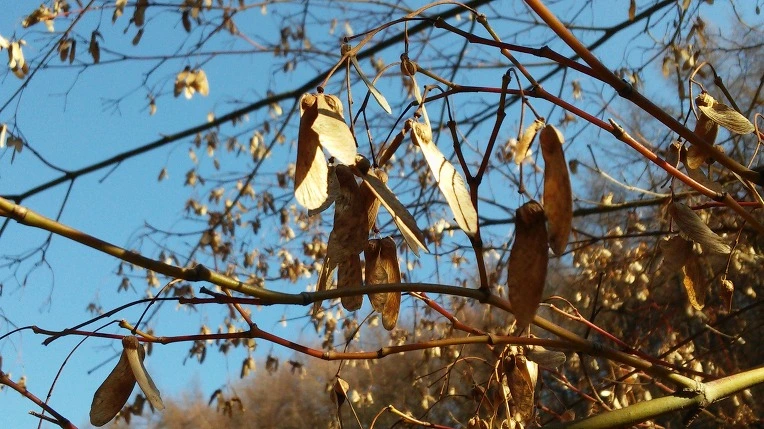 240C133756721145132BDD