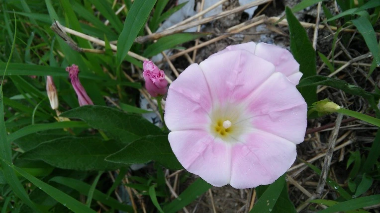 232C8D3F575617501CD254