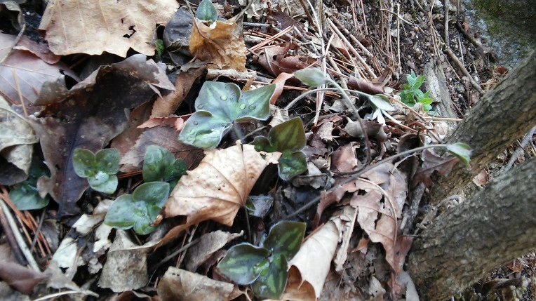 224EC03558F17594117912