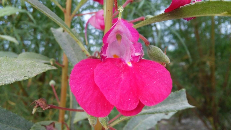 2762CE4757982E7B0C464D