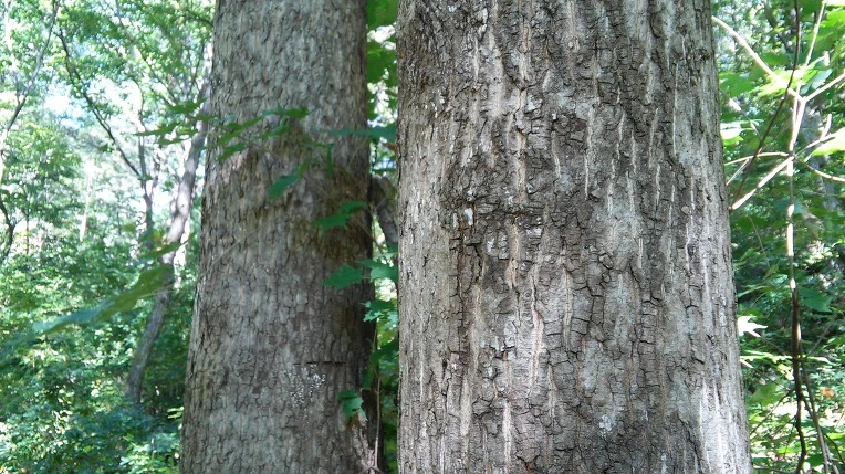 2541C3365619796F031F80