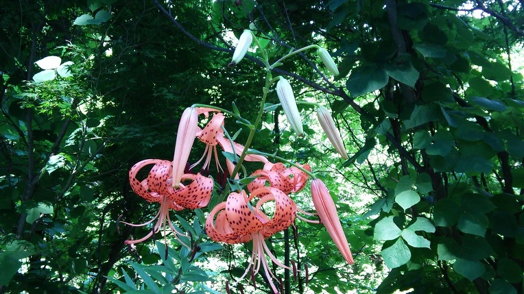 992EAE335984FD501D2082