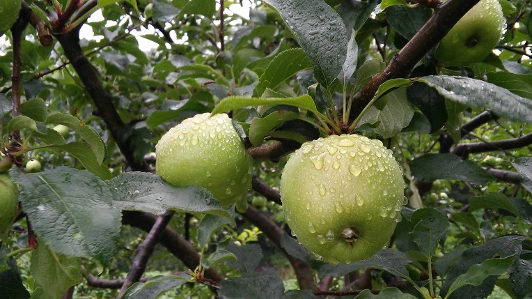 231A74465777072B2F3DA8