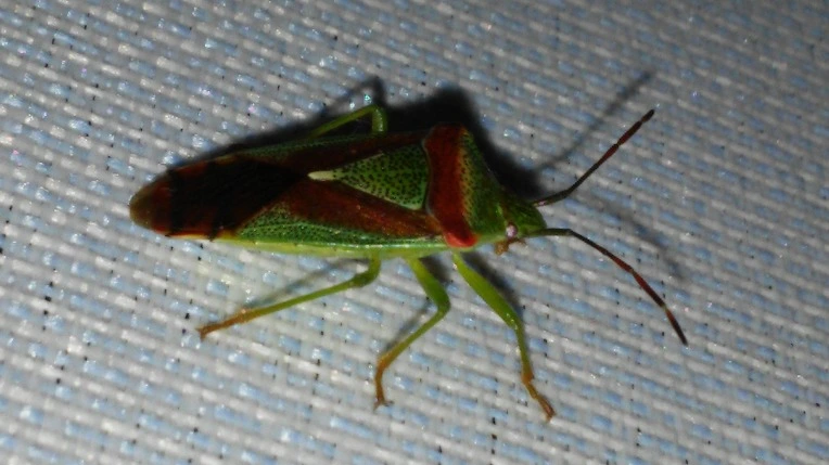 2113903956E771D116FA1F