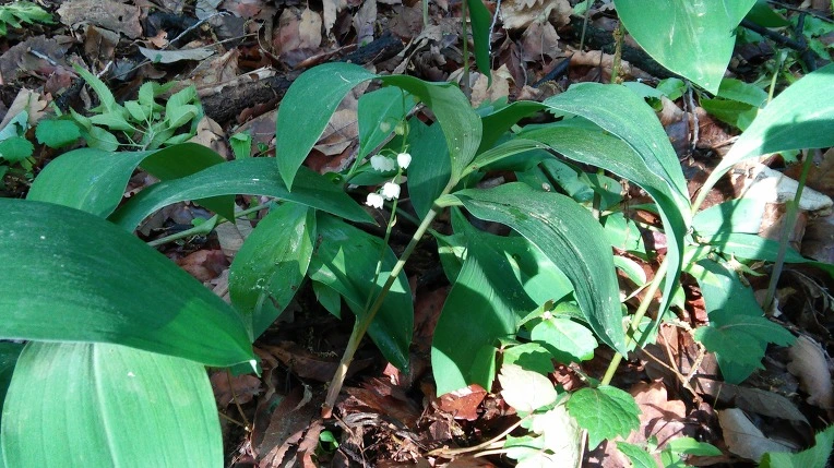 2418674757292A1123C722