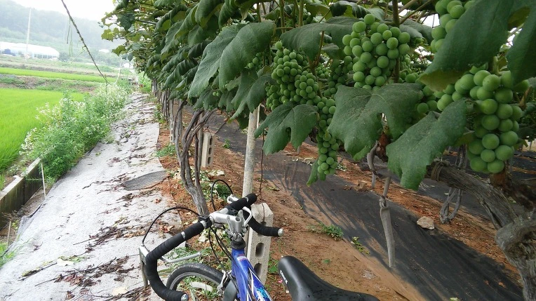 274CA94D577B3B373BA998