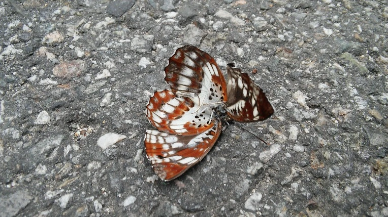 2422CB445699F2B02923A6