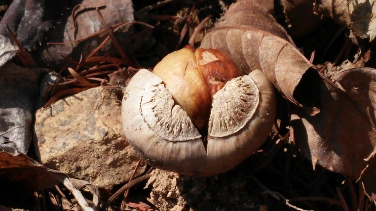 2648623C54FA62CC0BED79