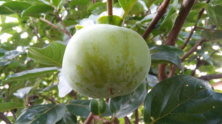 2736EF4457B92244022281