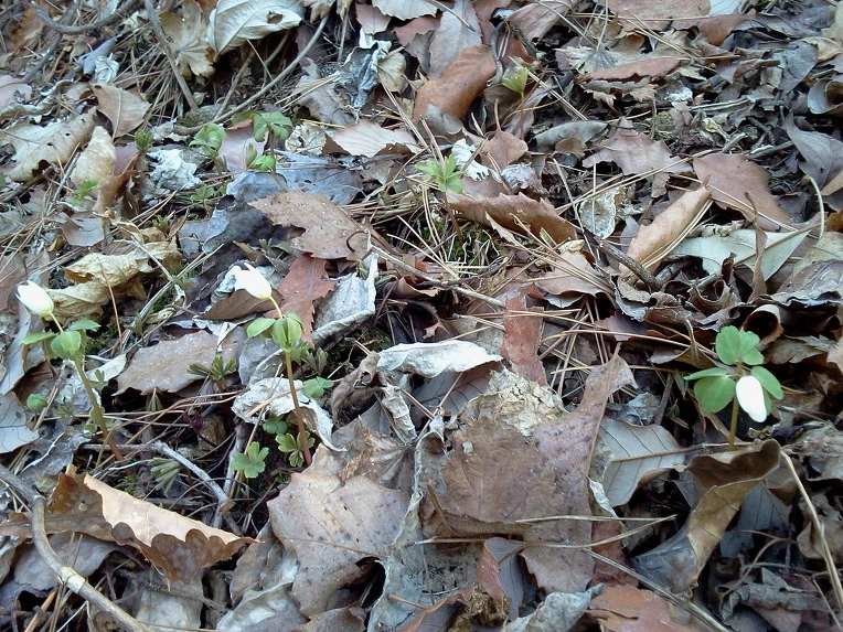 12478844515783271FB128