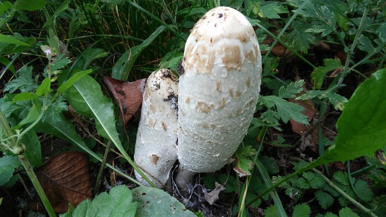 231BC54A56987D1622808B