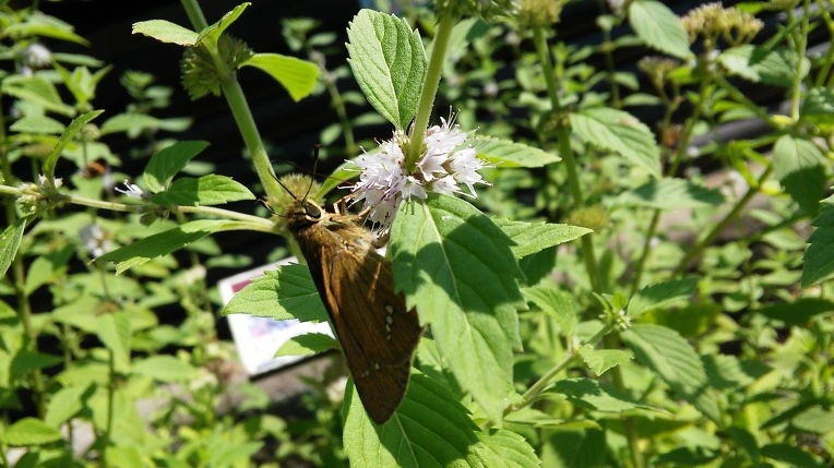 251CE03F5699F87B21FBD0