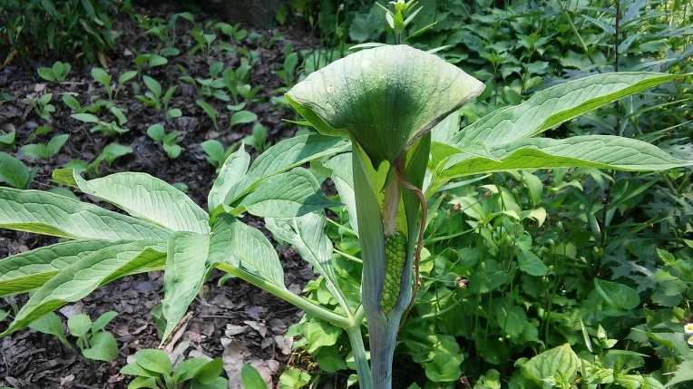 2649D343576A34711BF578