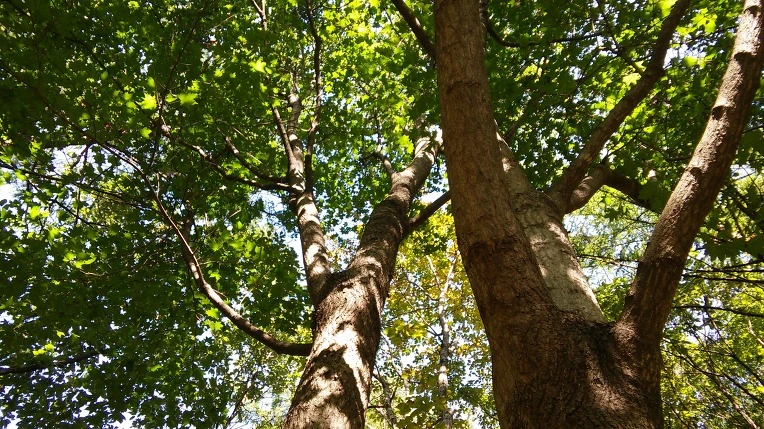 271B45365619796C3BD079