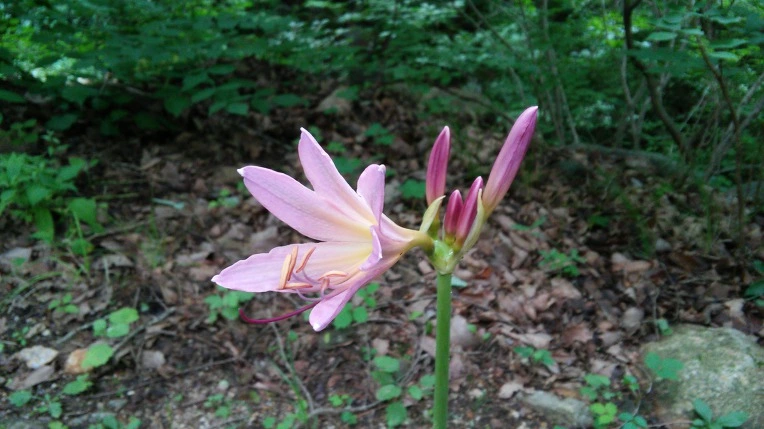 99A242335984F68218D99C