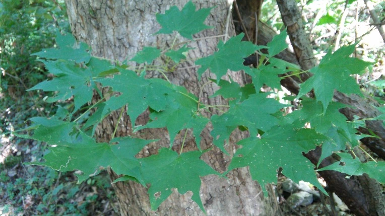 213708365619797107F8F7