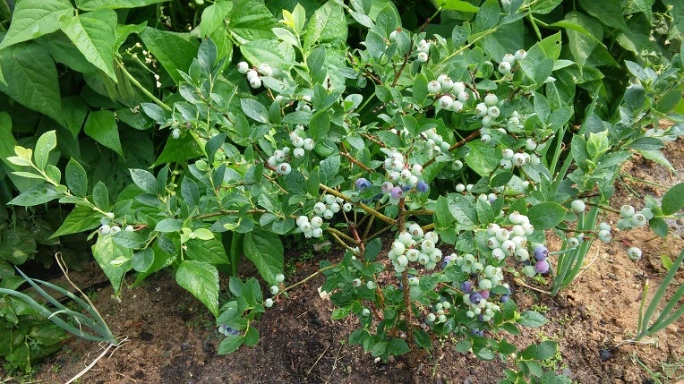 267453395758EF65365EF1