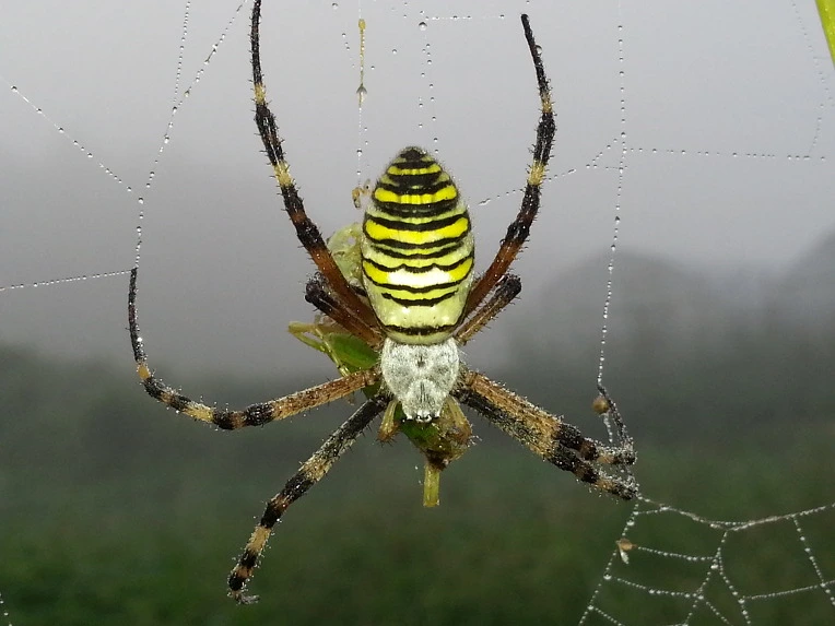 22120C4E553D9D27386C48