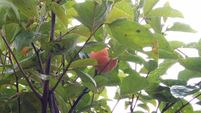 2440824658205CDD3BEA94