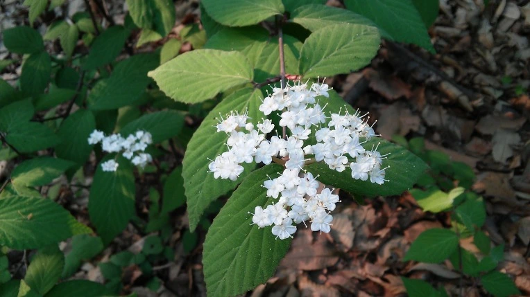 21574E4B5722BCD721FC15