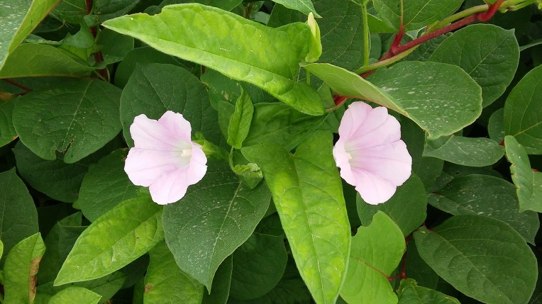 230F964E575E568F21C970