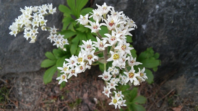 2464A84E56FE1A14262934