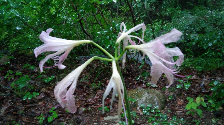 99D0403359928865270A29