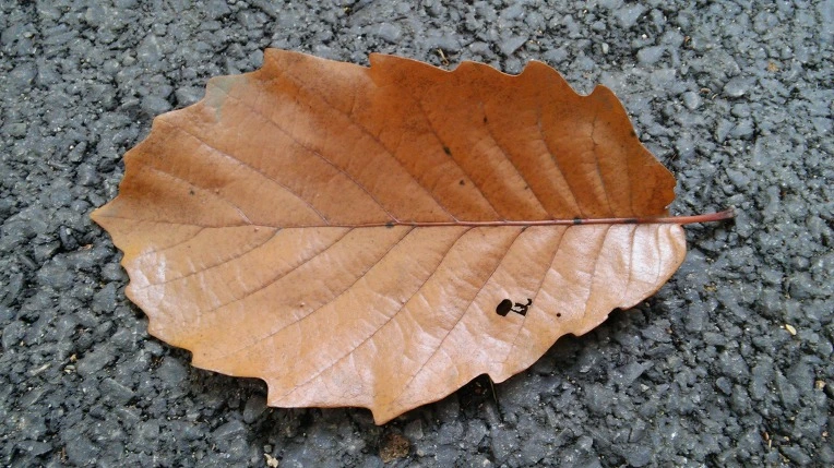 2356BE4556281DC72FD2BD