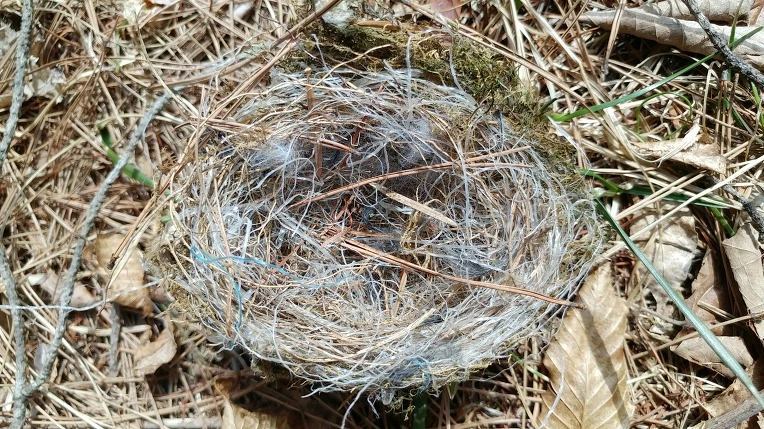 99BE5A385ABD666513E104