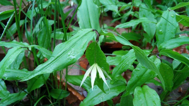 2602D34A5712CDB001C34C