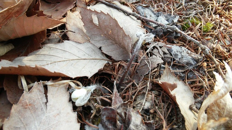 225F9D3456F721AA198474